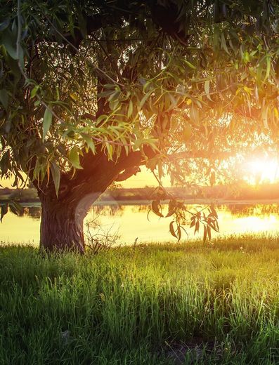 The sun is setting behind a tree in the grass near a body of water.