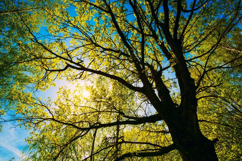 The sun is shining through the branches of a tree