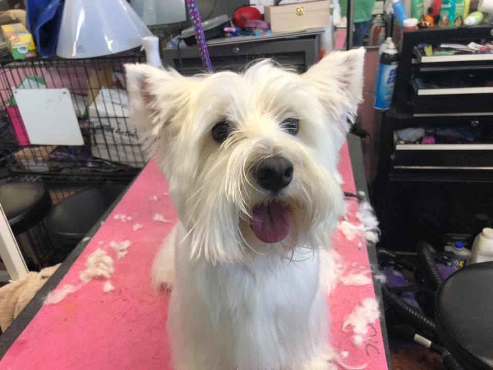 Muddy Paws Opens Expanded Grooming Area