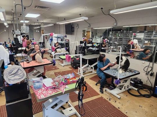 Women are grooming a dogs in a dog grooming salon.