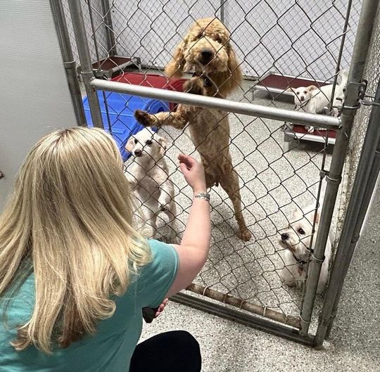 A PHP trainee playing with a dog in the doggy day care and boarding area at Muddy Paws.