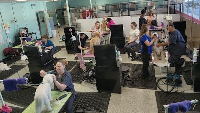 A group of people are grooming dogs in a dog grooming salon.