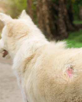 what is flea dermatitis in dogs