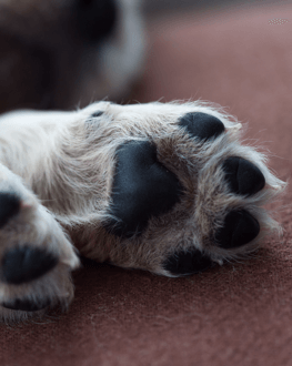 why do dogs paws crack