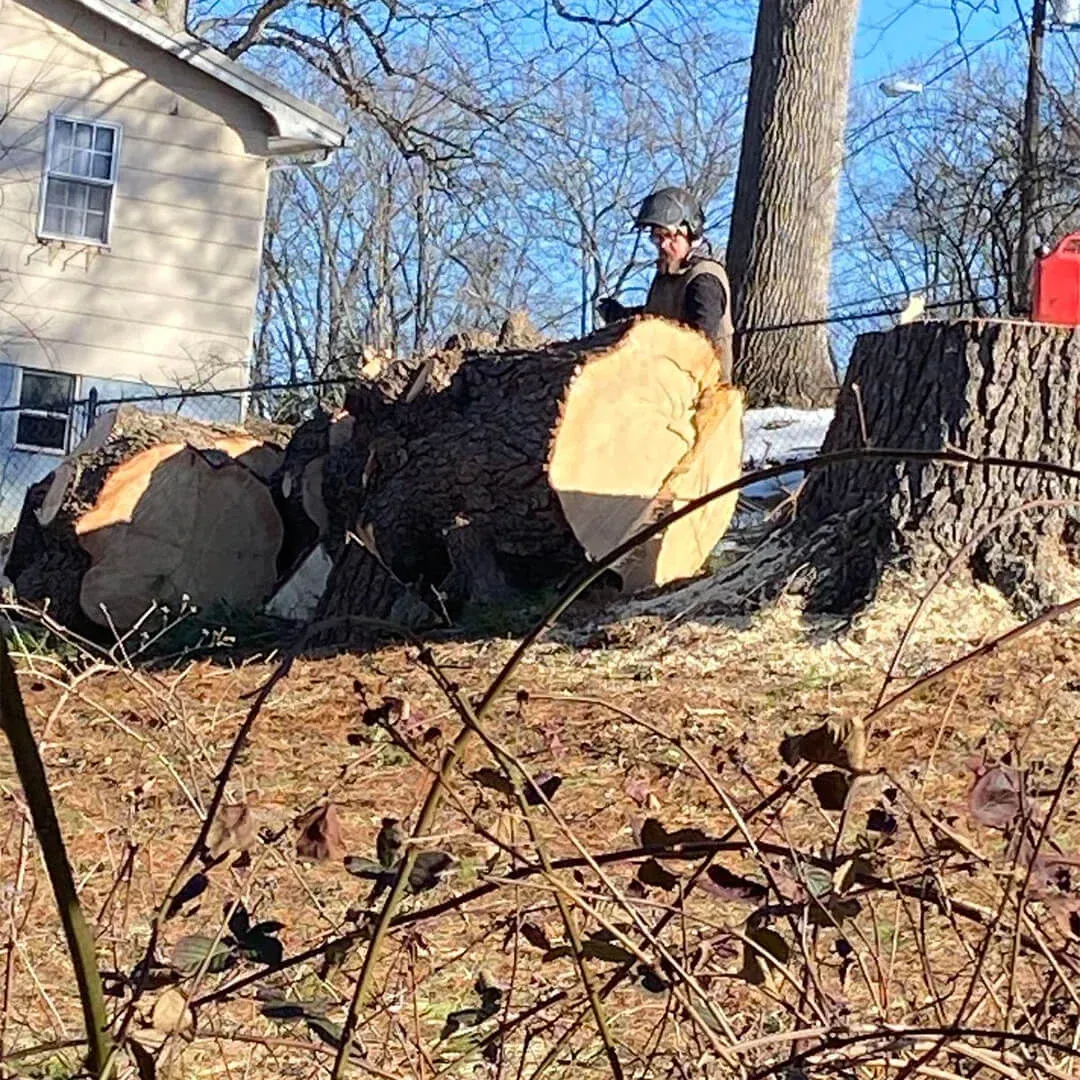 emergency tree service