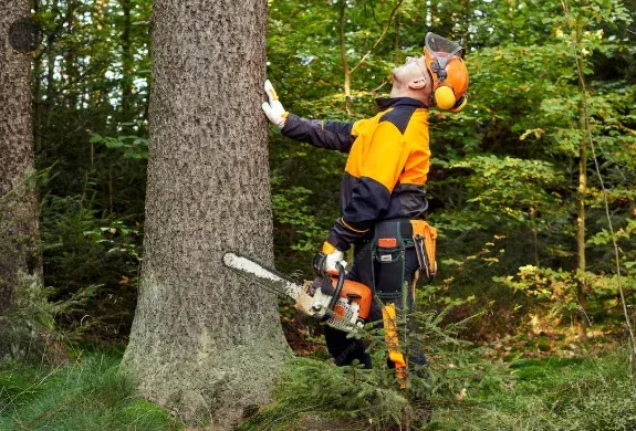 tree removal service in minneapolis