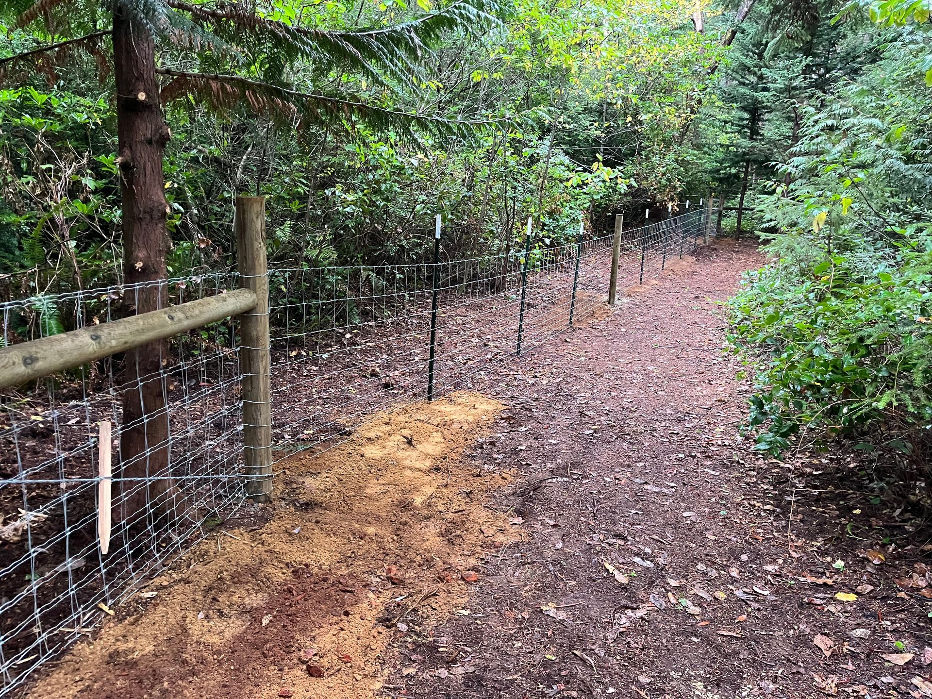 A barbed wire fence surrounds a path in the woods.
