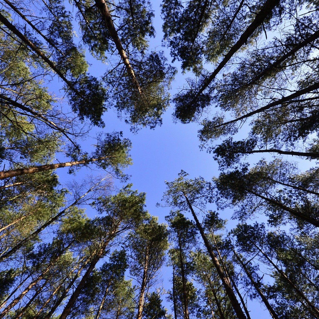 looking up at the sky through a forest of pine trees