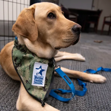 Training Service Dogs — Conshohocken, PA — Team Foster