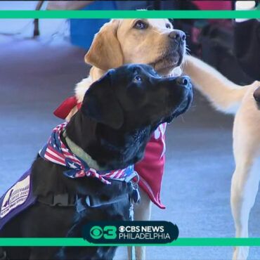 Two Dogs at CBS News — Conshohocken, PA — Team Foster