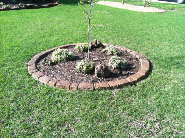 Circular flower bed with brick border, tree and small green plants surrounded by green grass.