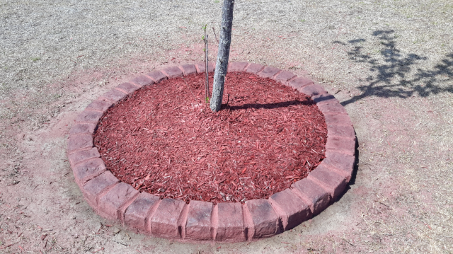 Red brick-lined mulch ring around a tree trunk in a yard.