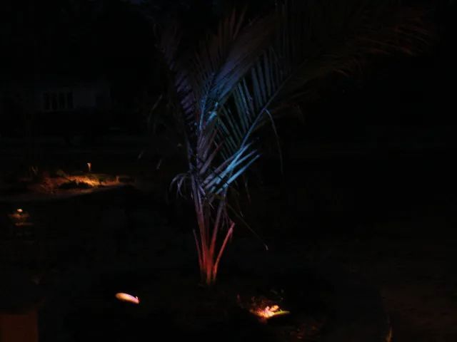 Palm tree illuminated by red and blue lights at night.