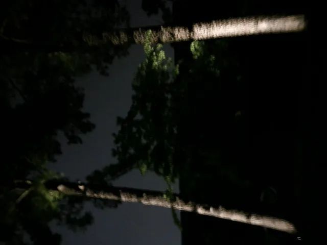 Nighttime view of illuminated tree trunks with a dark, blurred background.