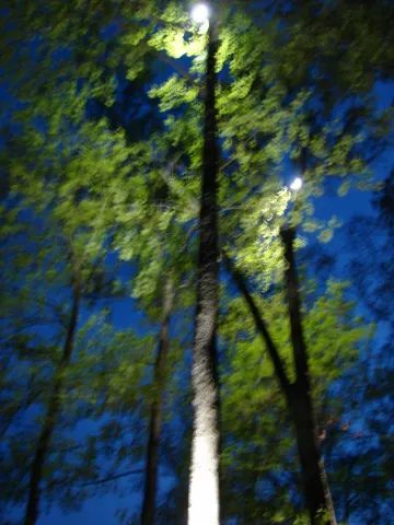 Tall trees illuminated by spotlights against a deep blue sky.