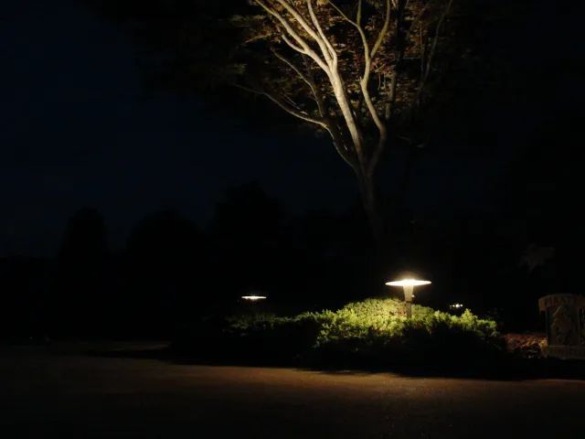 Outdoor scene at night with spotlights illuminating a tree and a small shrub, with the foreground being the roadway.