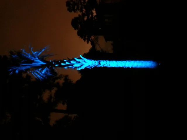 Glowing blue palm tree at night, its reflection in water.