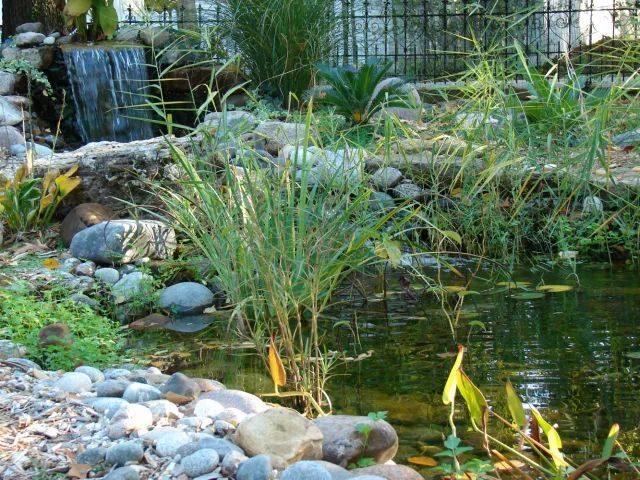 Small pond with waterfall, surrounded by rocks and lush greenery.