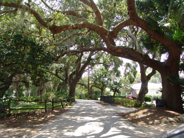 Florida Trees — Spring Hill, FL — We Love Trees Tree Service