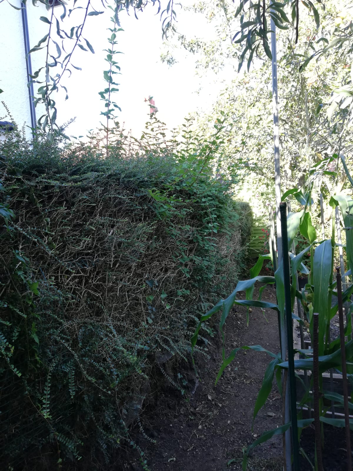 overgrow bushes
