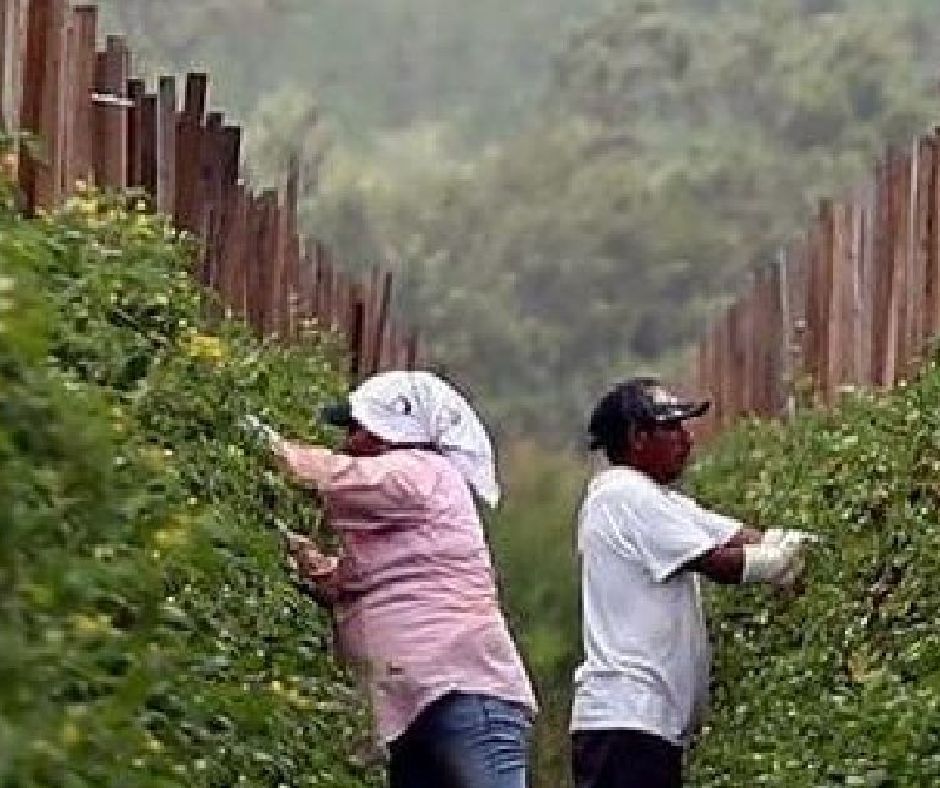Migrant Farm Workers & Agriculture Workers