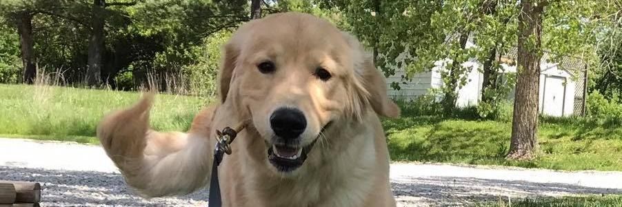 A golden retriever looking at the camera with its mouth open, on a leash in a grassy, wooded area.