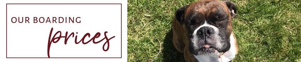 A dog looking up from grass, next to a box containing the text