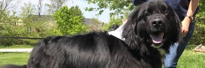 A large, fluffy black dog with a happy expression stands outside on a grassy lawn next to a person.