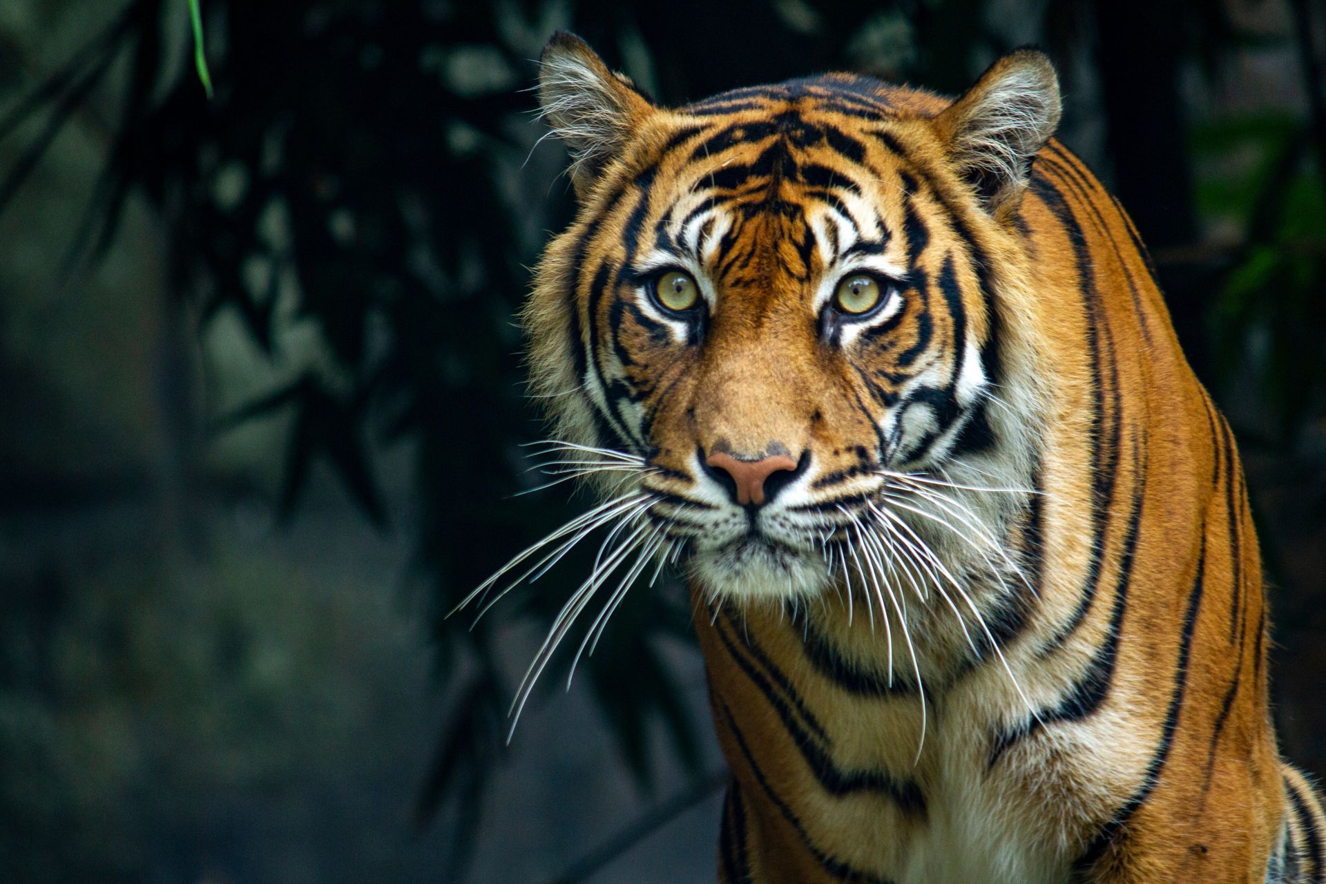 Tiger with orange and black stripes, looking intently forward, against a dark green backdrop.