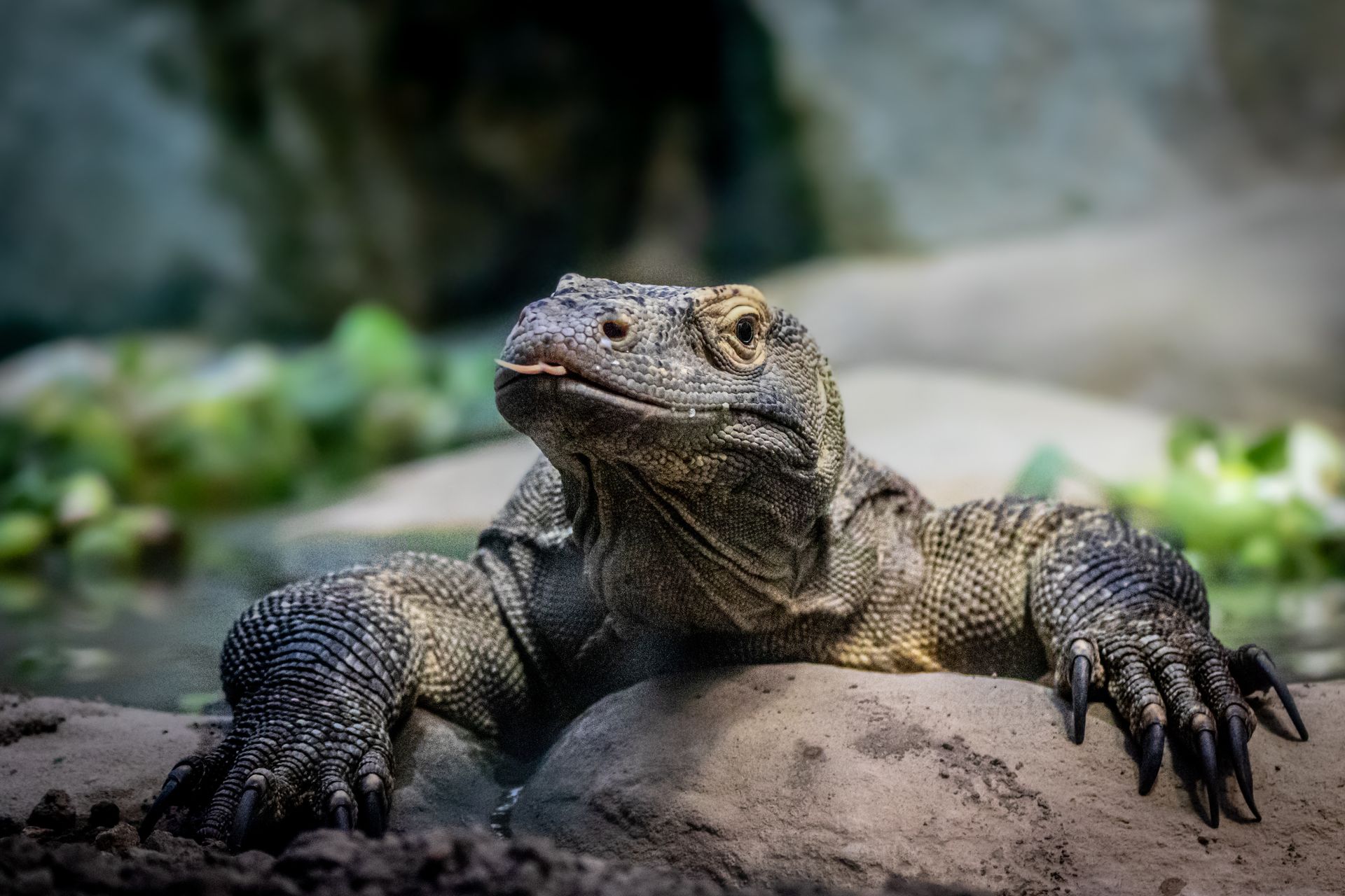 Komodo dragon rests on a rock, eyes forward, tongue out. Gray scales, dark claws.