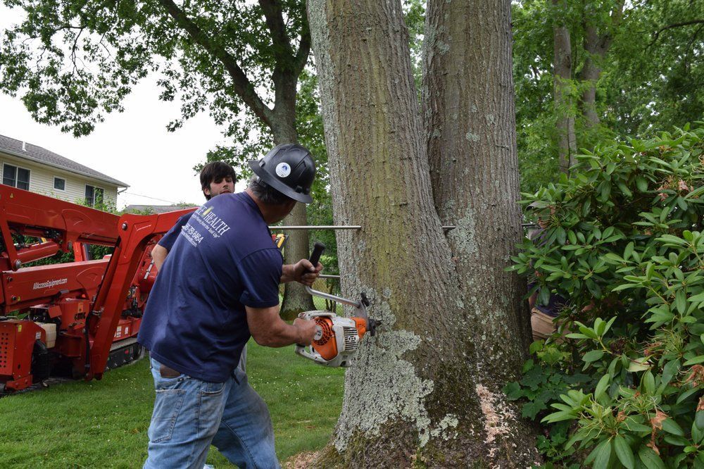 A man is cutting a tree with a chainsaw.