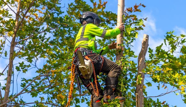 A man is climbing a tree with a chainsaw.
