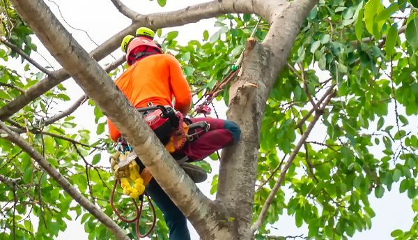 A man is climbing a tree with a chainsaw.