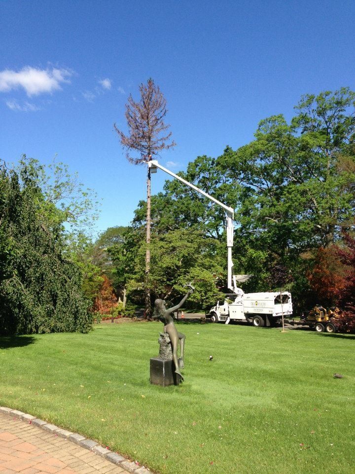 A crane is lifting a tree in a park.