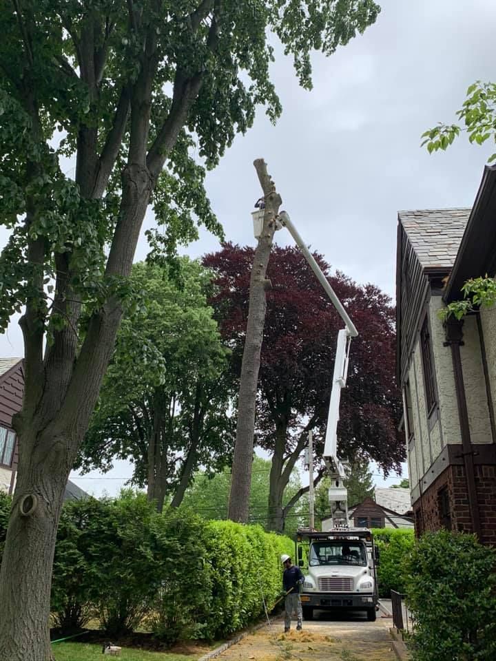 A man is cutting a tree with a crane in front of a house.