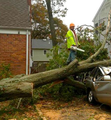 A man is cutting a tree that has fallen on a car.