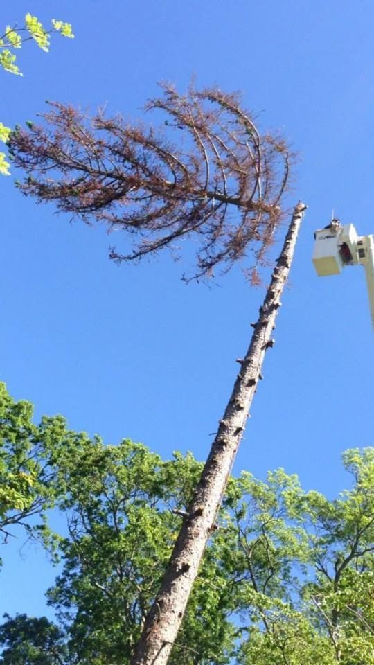 A tree is being cut down by a crane.