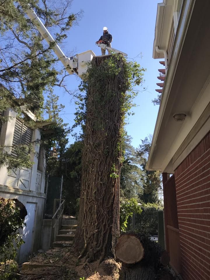 A man in a crane is cutting a tree in front of a house.