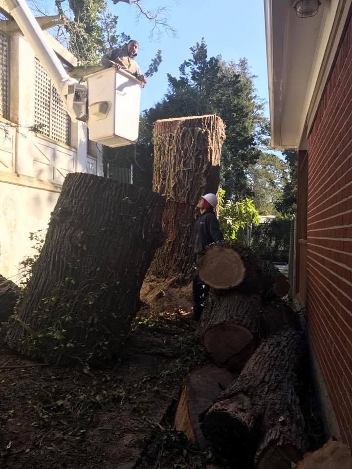 A man is cutting down a tree in front of a house.