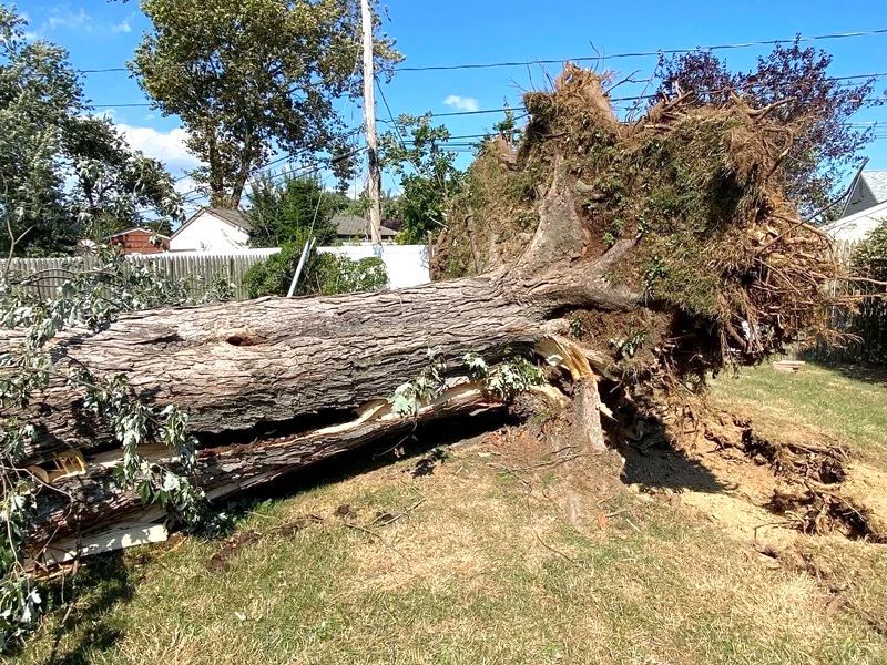 A large tree stump is laying in the grass in a yard.