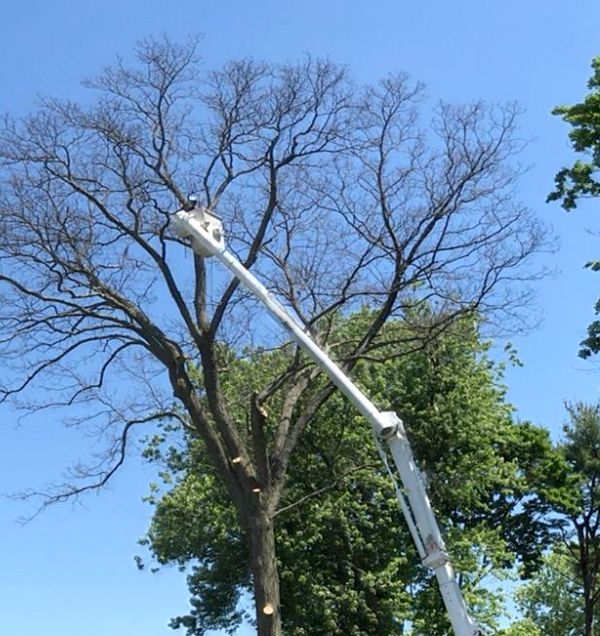 A crane is cutting a tree with a blue sky in the background