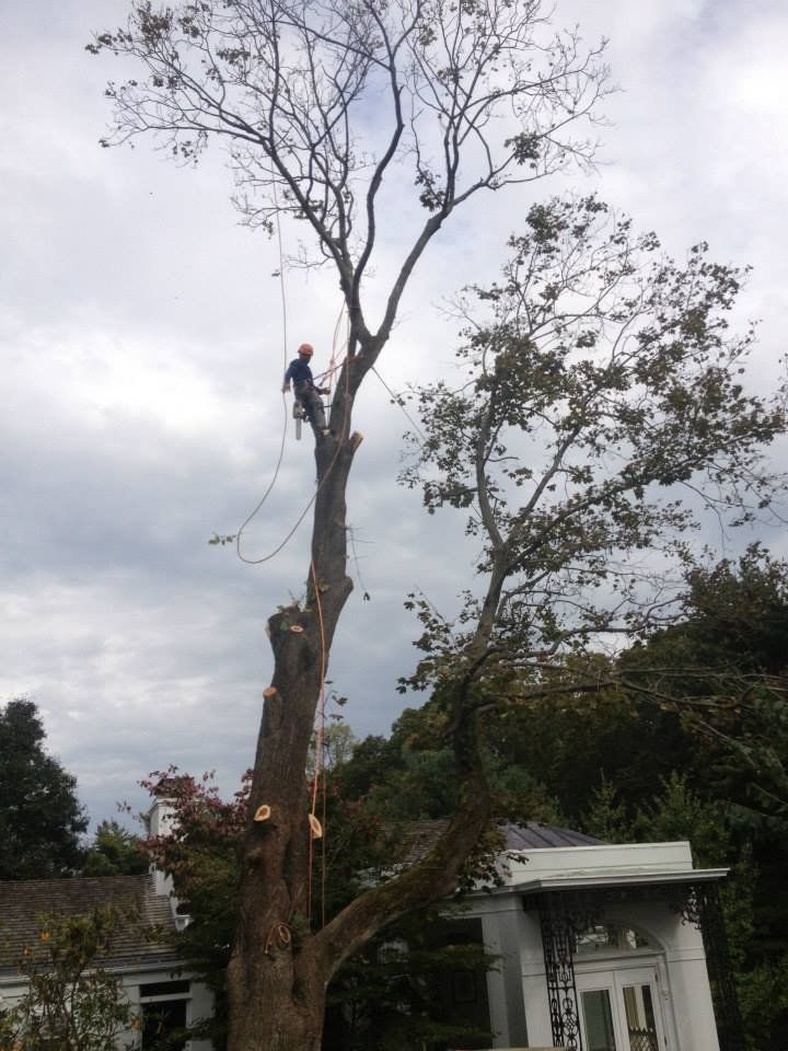 A man is climbing a tree in front of a house