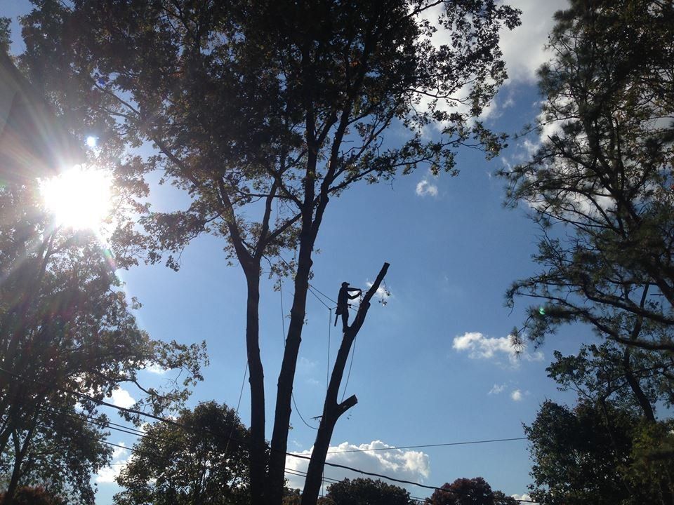 The sun is shining through the trees on a sunny day