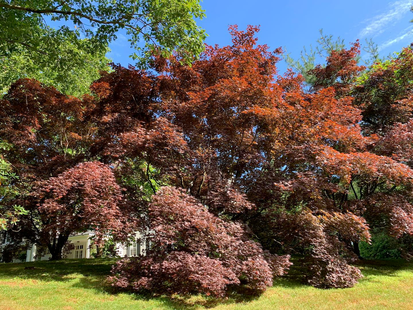 A group of trees with red leaves in a park.