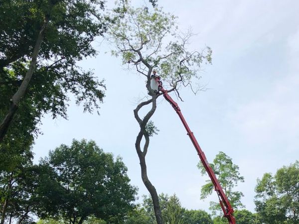 A man is cutting a tree with a crane.