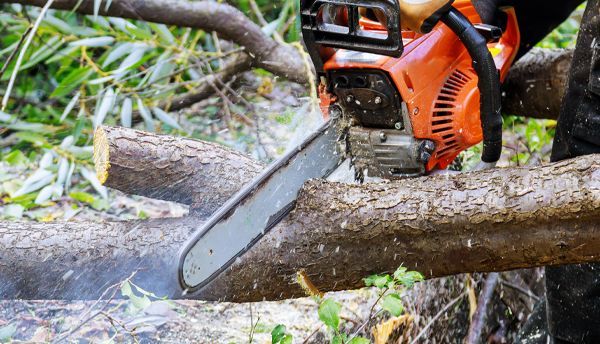A person is cutting a tree with a chainsaw.
