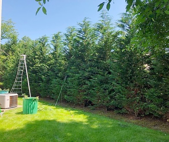 A ladder is sitting in the middle of a lush green yard surrounded by trees.