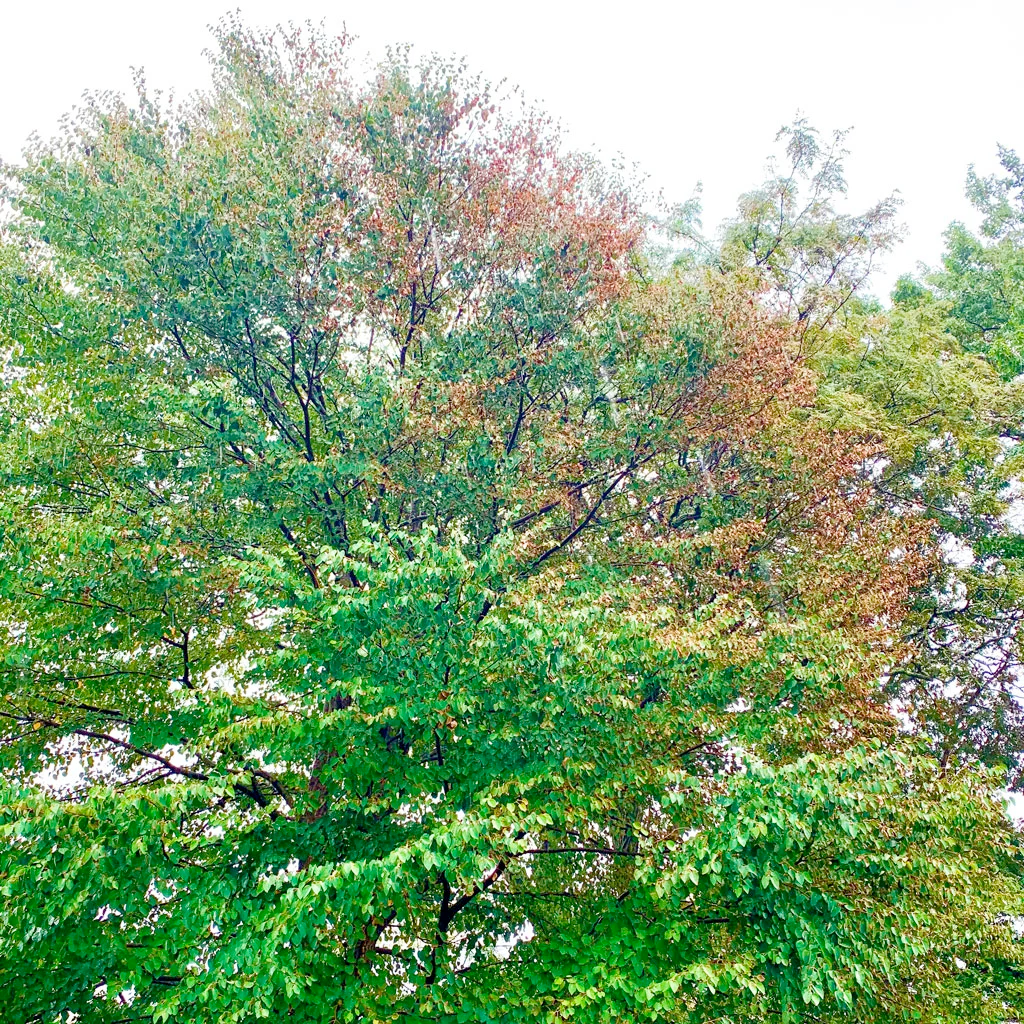 A tree with lots of leaves and branches against a white sky.