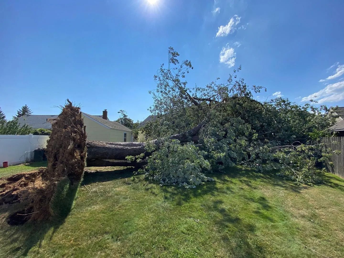 Fallen tree in a grassy backyard; blue sky, sunny day.