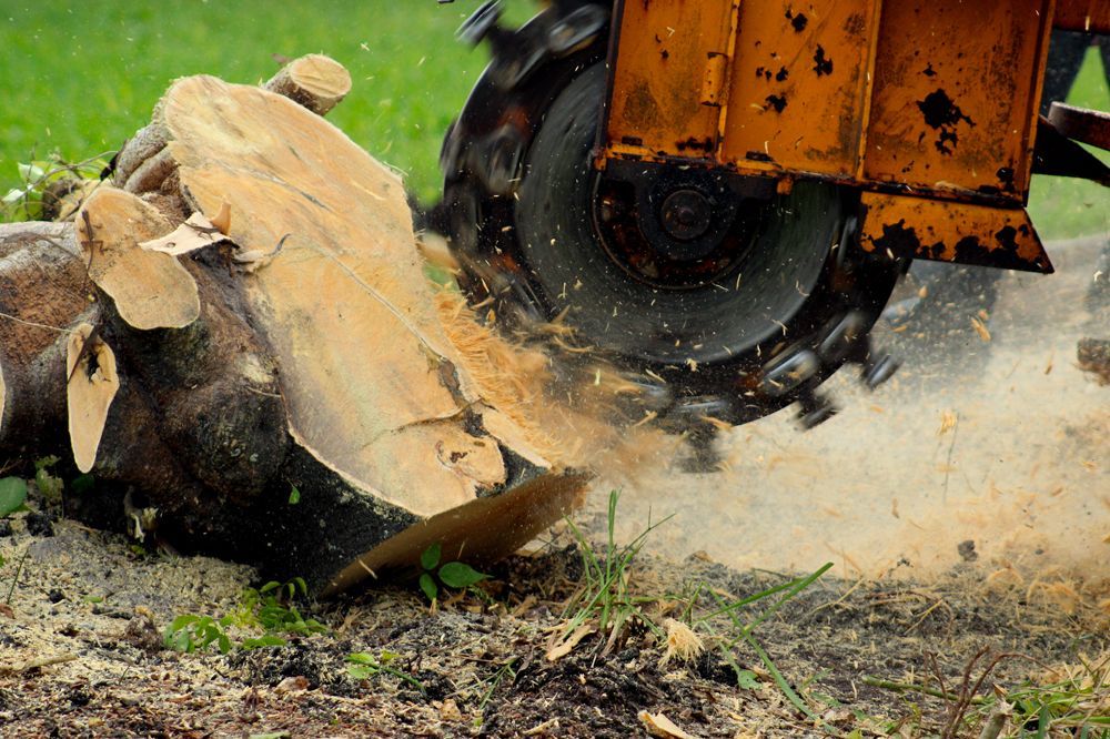 Wood chipper grinding a large tree stump, with debris and dust flying outdoors